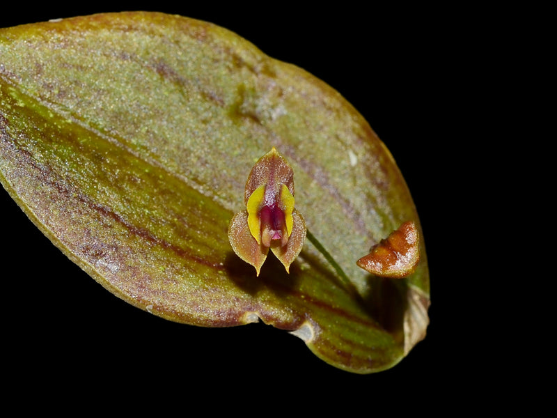 Lepanthes smaragdina
