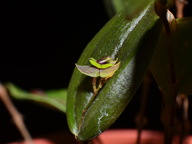 Lepanthes smaragdina