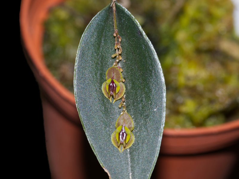 Lepanthes smaragdina