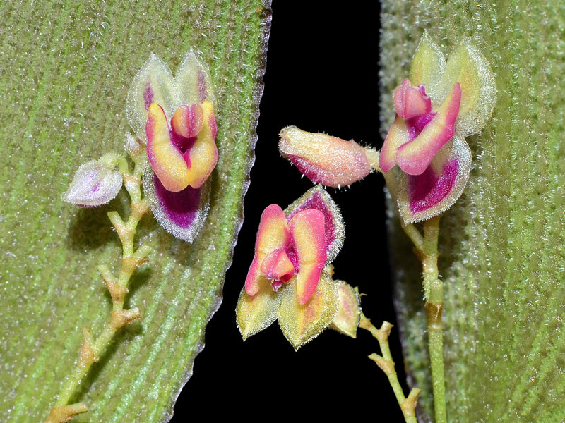 Lepanthes surrogata