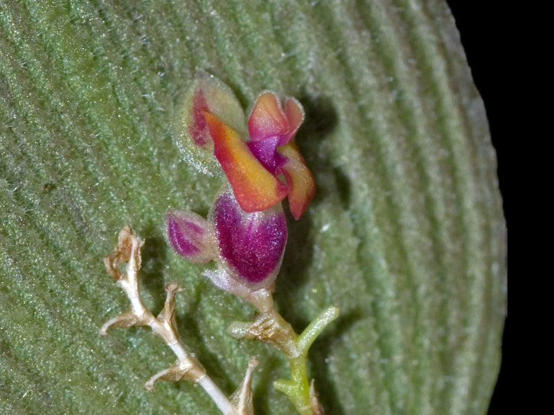 Lepanthes surrogata