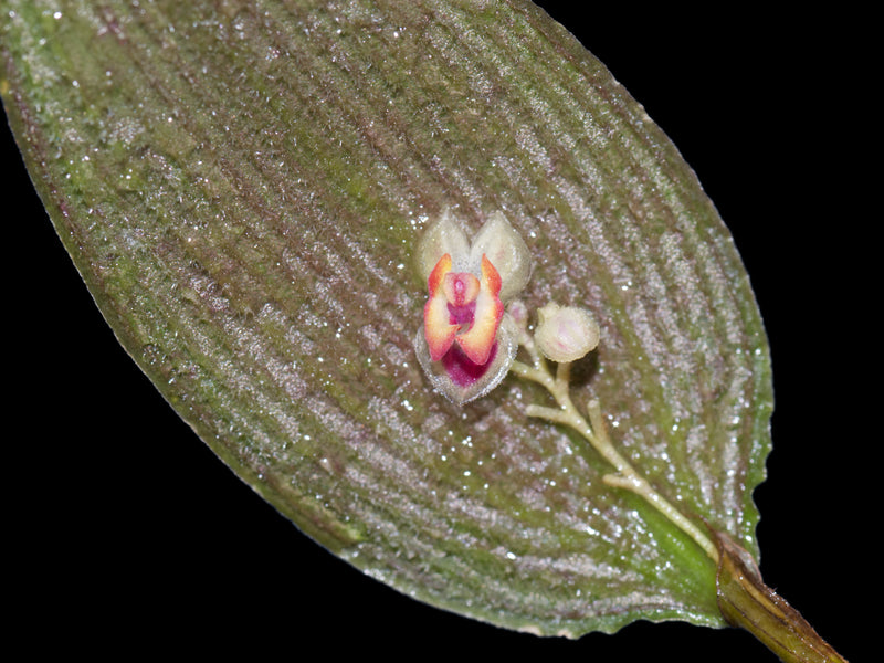 Lepanthes surrogata