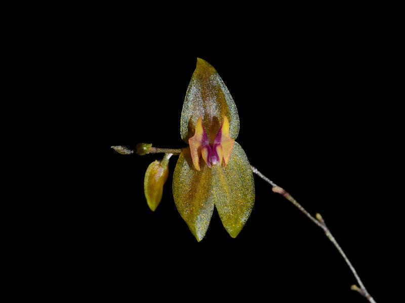 Lepanthes tamaensis