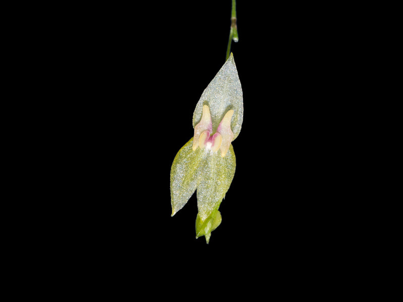 Lepanthes tamaensis