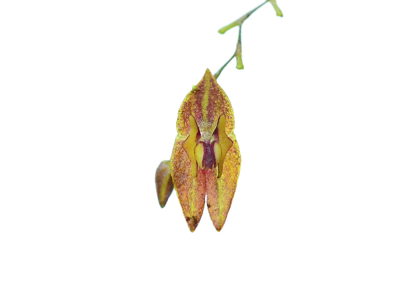 Lepanthes tamaensis