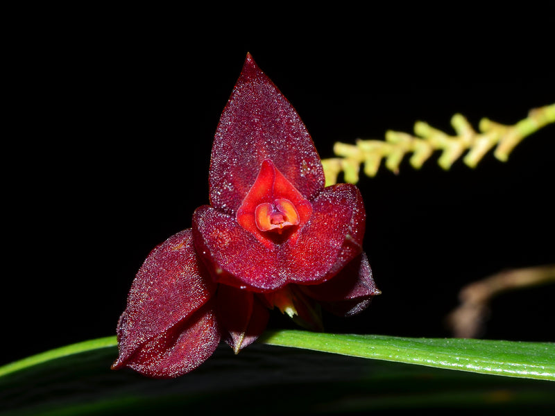Lepanthes teaguei