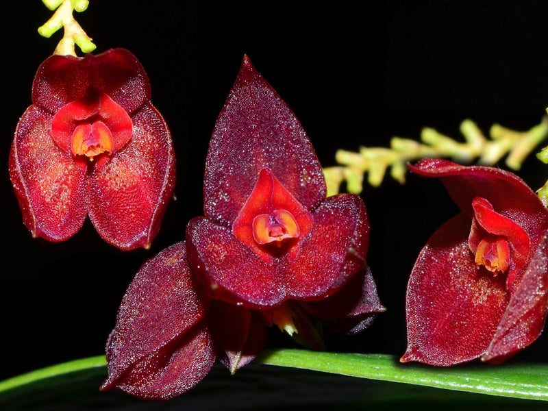 Lepanthes teaguei