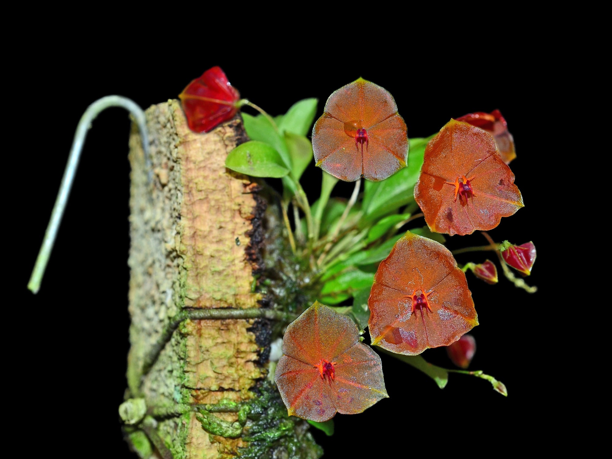 Lepanthes telipogoniflora — Ecuagenera Orquídeas del Ecuador