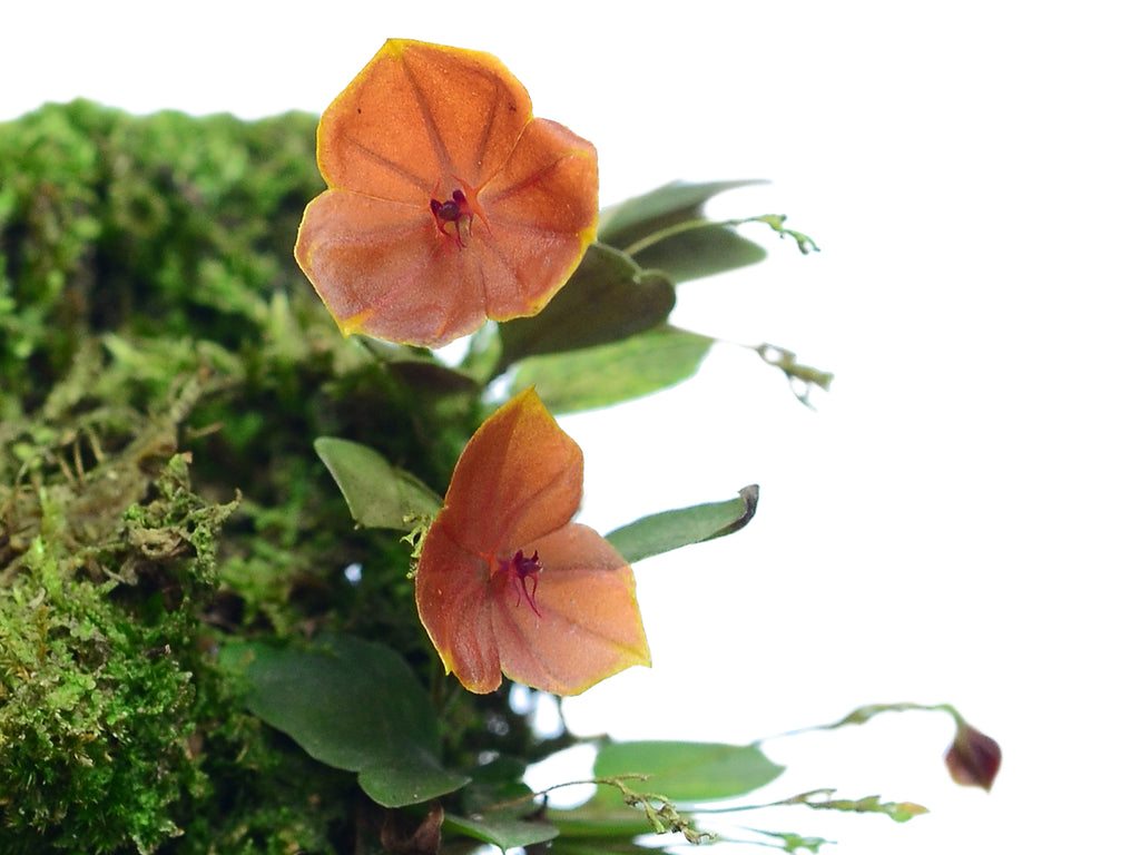 Lepanthes telipogoniflora — Ecuagenera Orquídeas del Ecuador