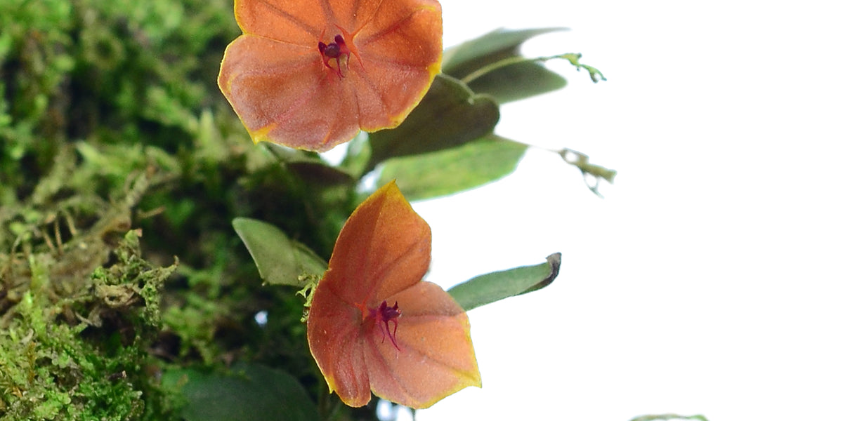 その他観葉植物 Lepanthes telipogoniflora Lepanthes_telipogoniflora_1200