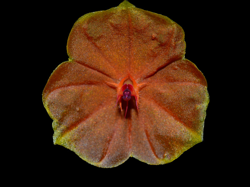 Lepanthes telipogoniflora