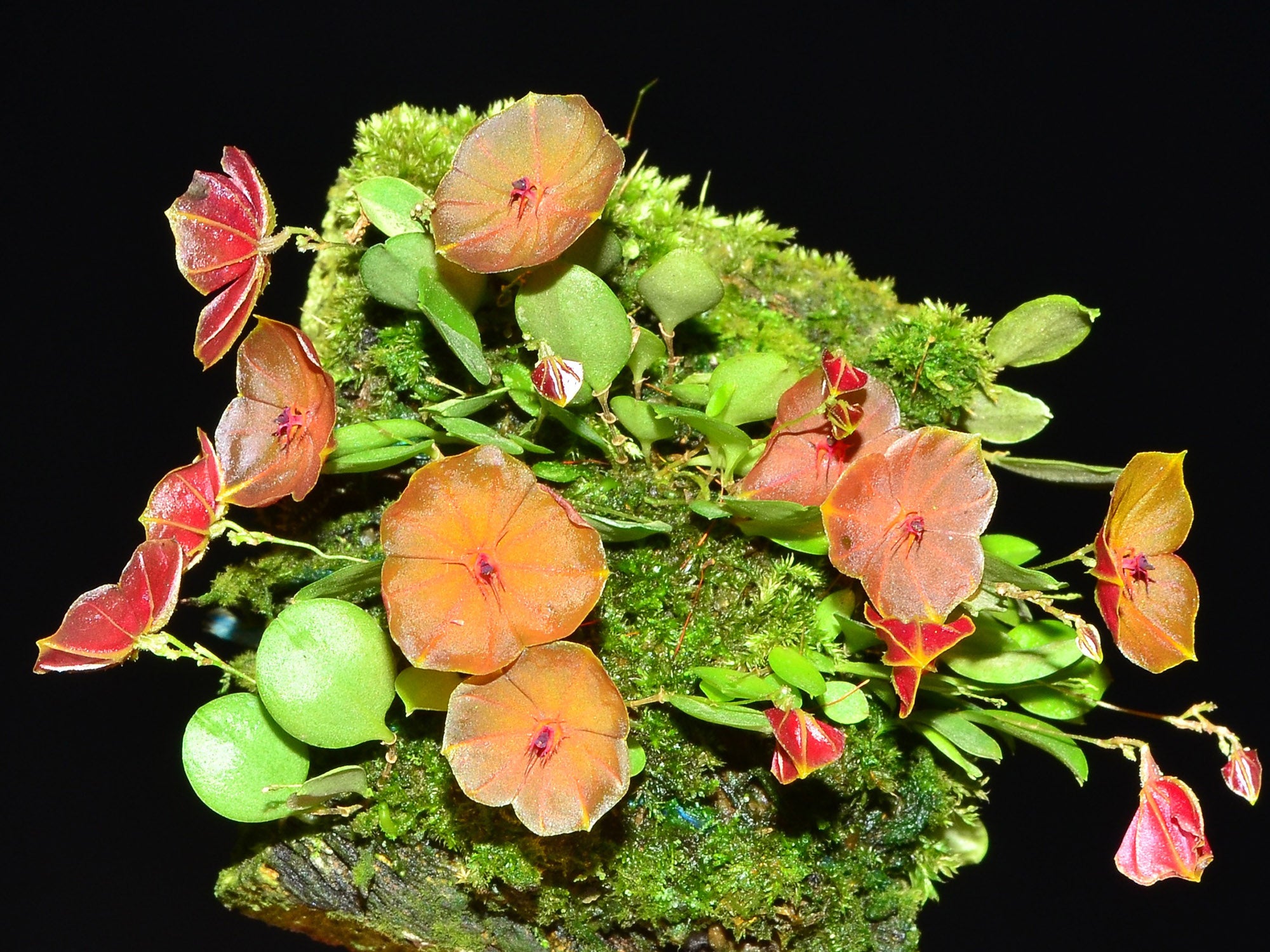 Lepanthes telipogoniflora — Ecuagenera Orquídeas del Ecuador