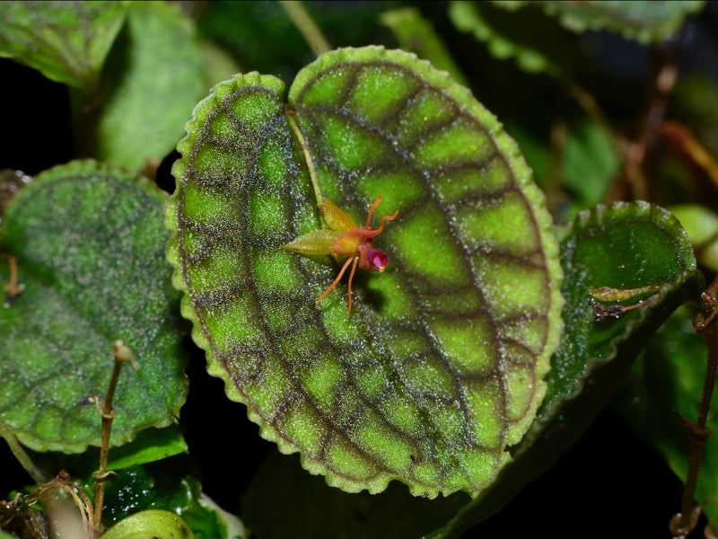Lepanthes tentaculata