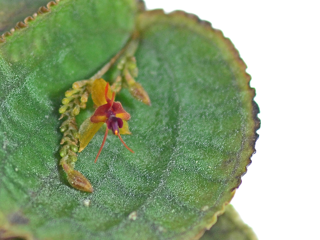 Lepanthes_tentaculata_1_1024x1