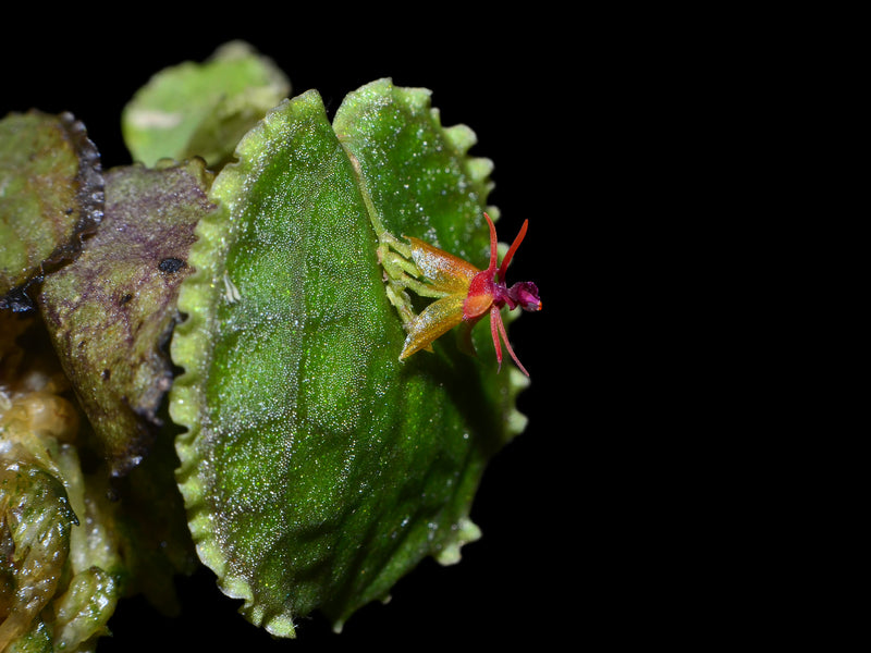 Lepanthes tentaculata