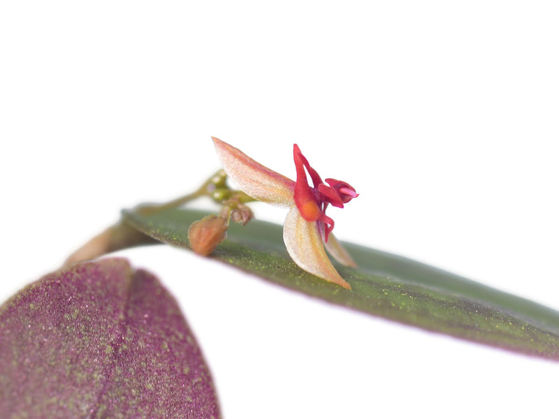 Lepanthes tentaculata x Lepanthes nontecta