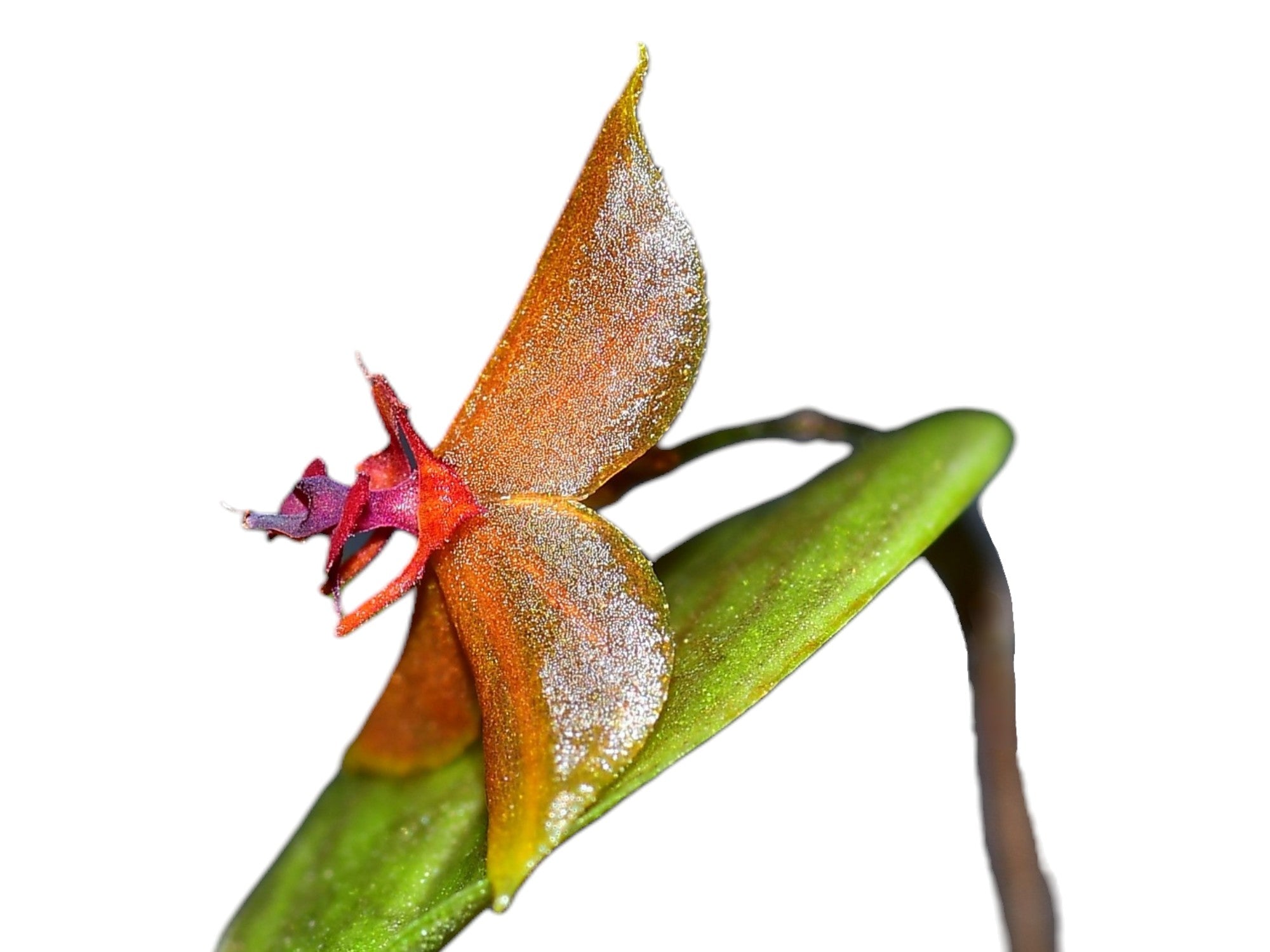 Lepanthes tentaculata x Lepanthes telipogoniflora (rec.)