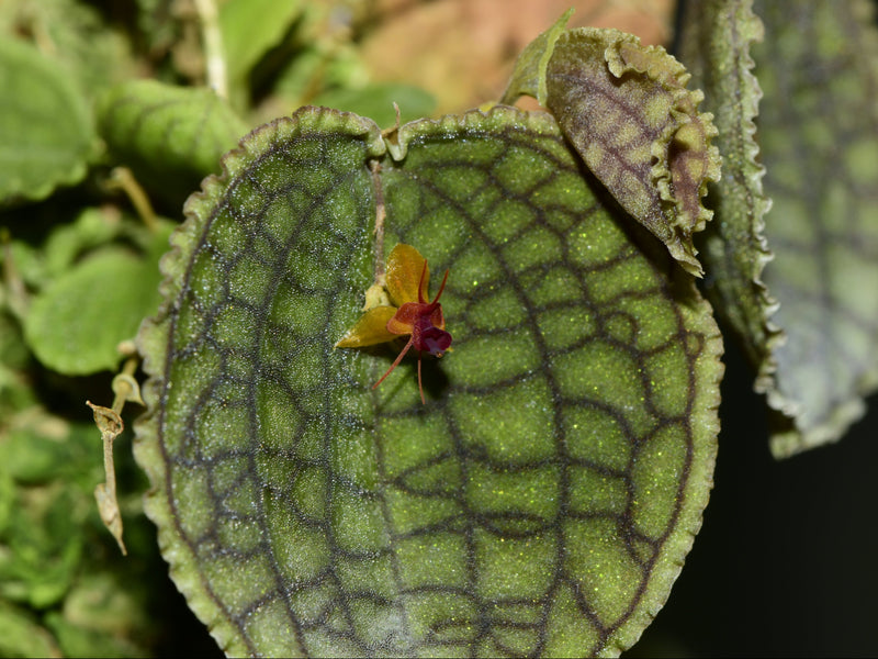 Lepanthes tentaculata x Lepanthes saltatrix