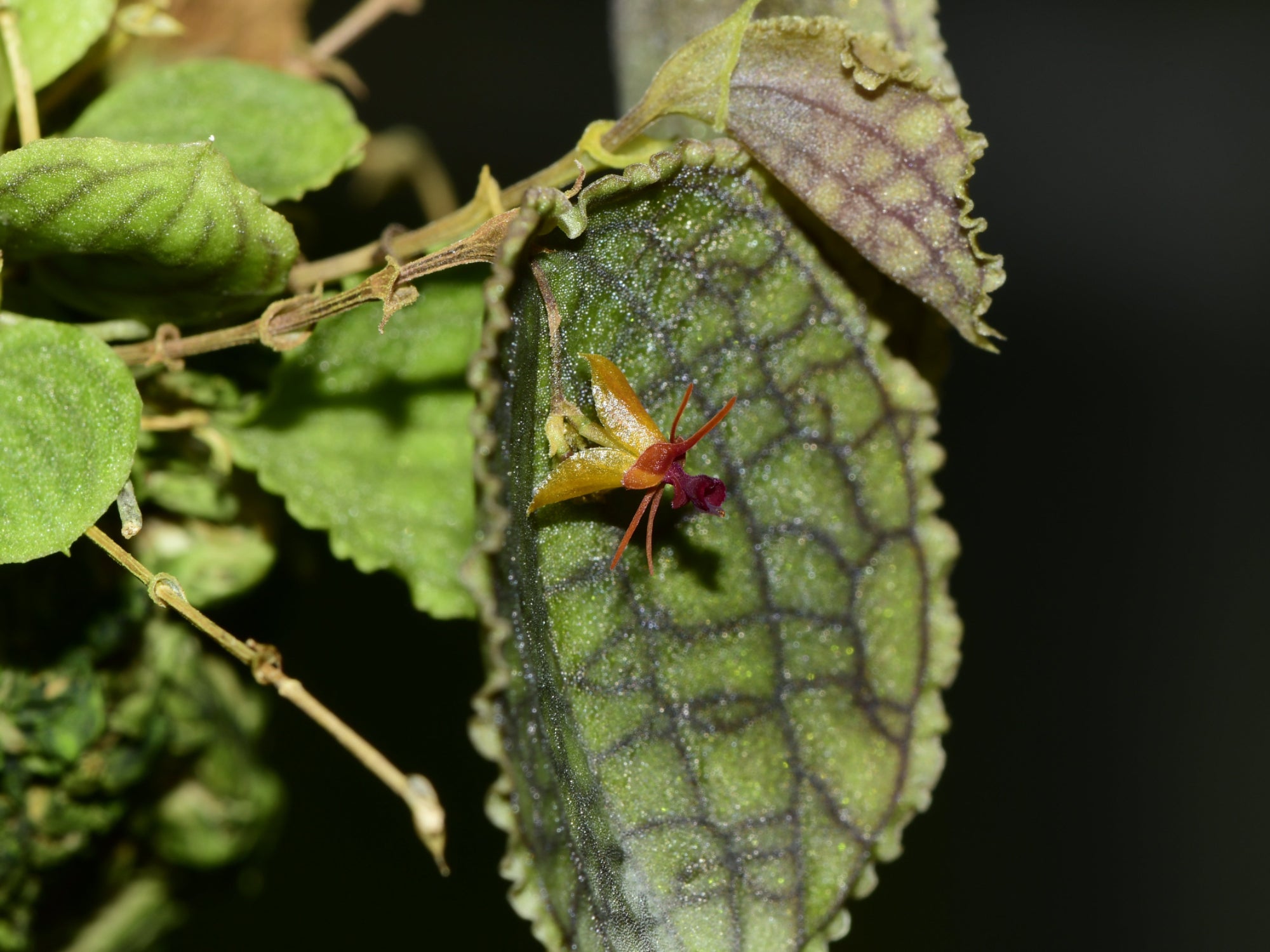 Lepanthes tentaculata x Lepanthes saltatrix — Ecuagenera Orquídeas