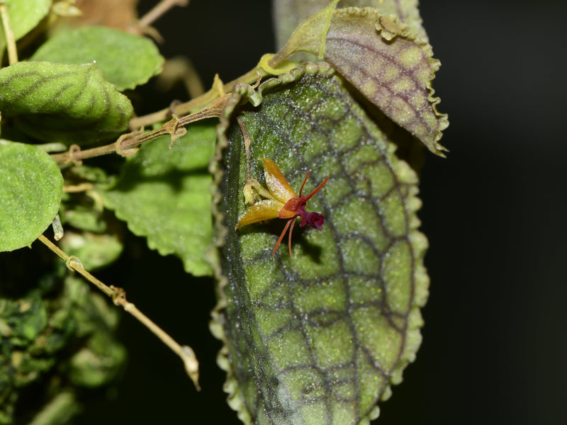 Lepanthes tentaculata x Lepanthes saltatrix