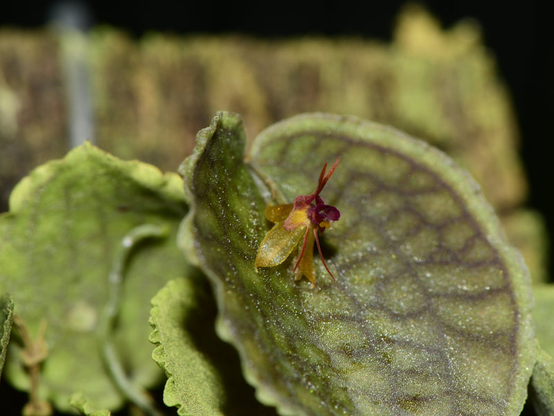 Lepanthes tentaculata x  Lths. calodictyon