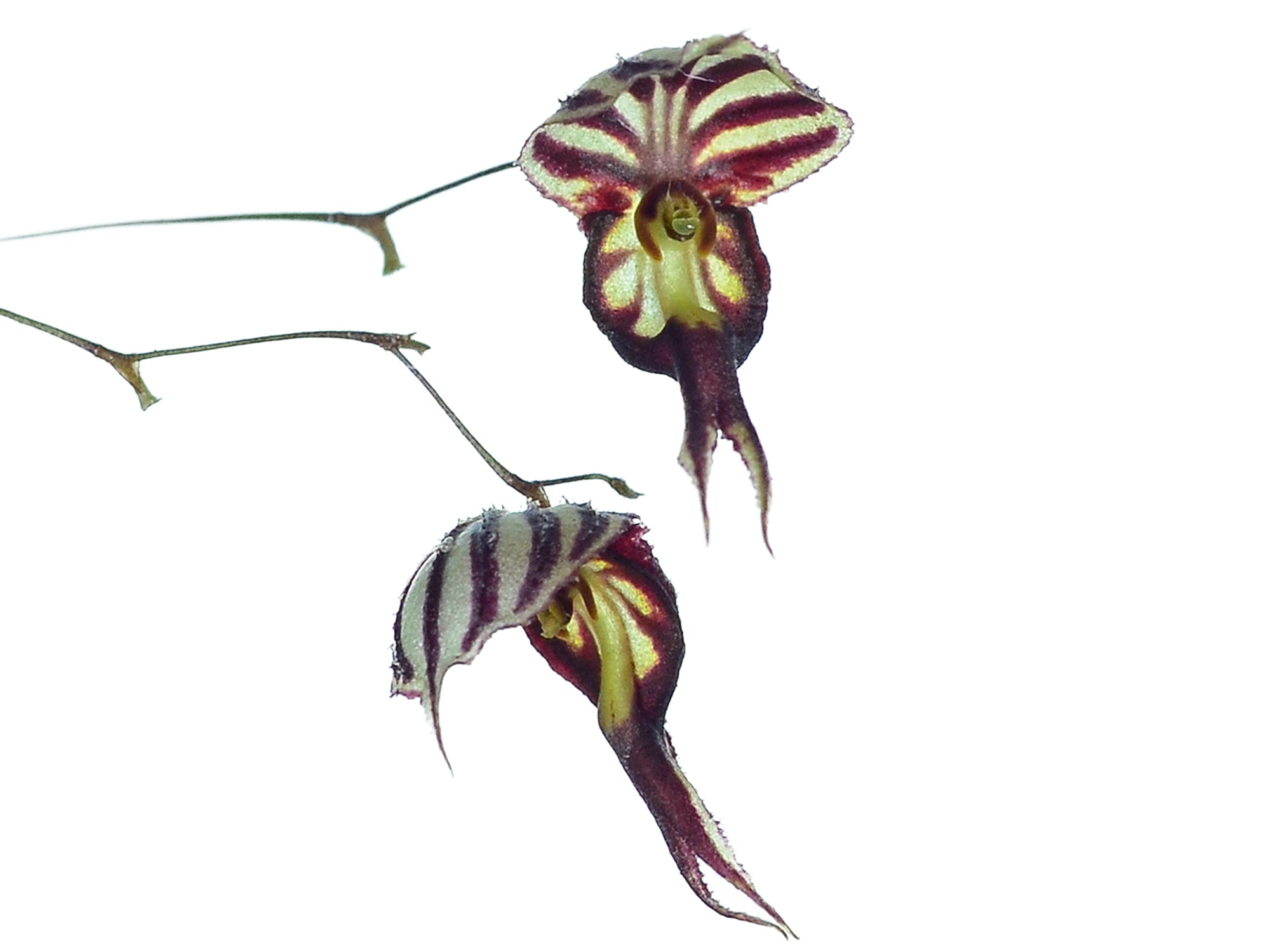 Lepanthes terborchii