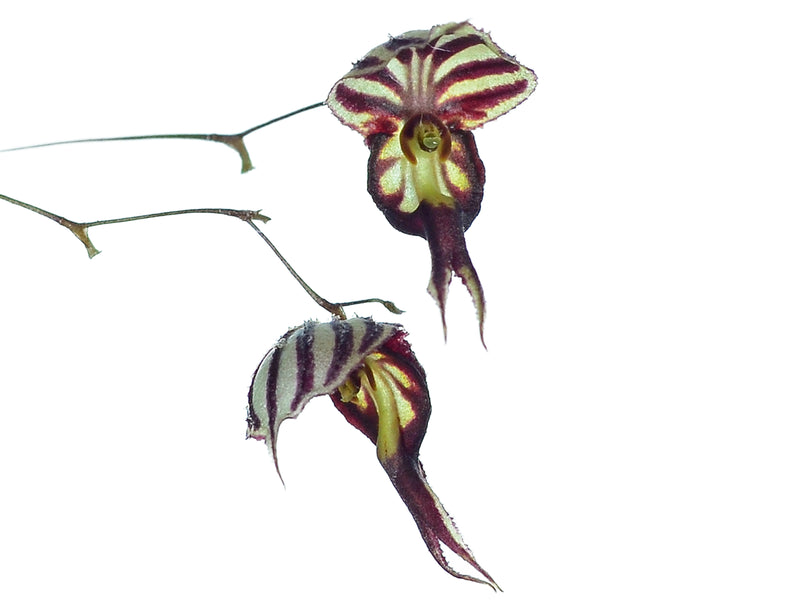 Lepanthes terborchii