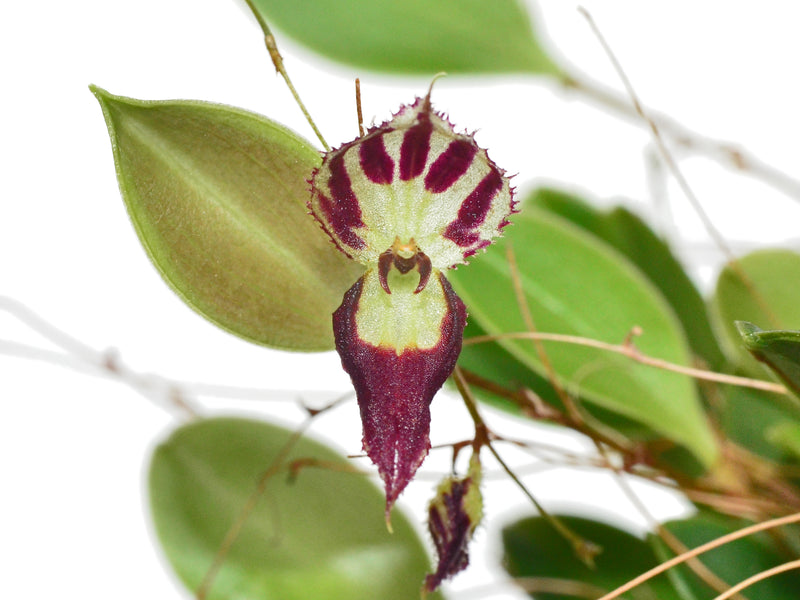 Lepanthes terborchii