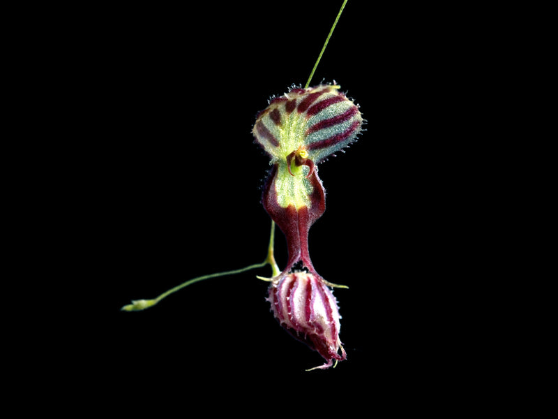 Lepanthes terborchii