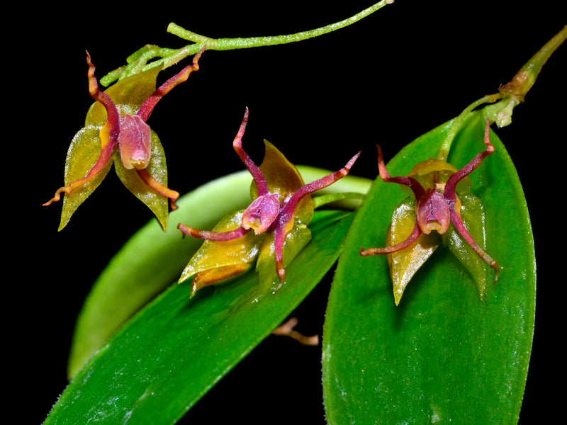 Lepanthes teretipetala