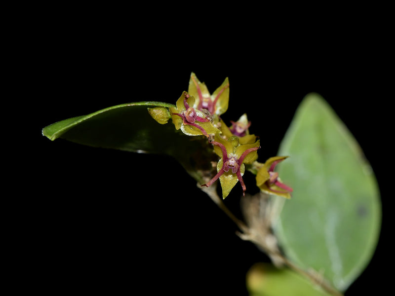 Lepanthes teretipetala