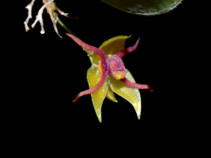 Lepanthes teretipetala