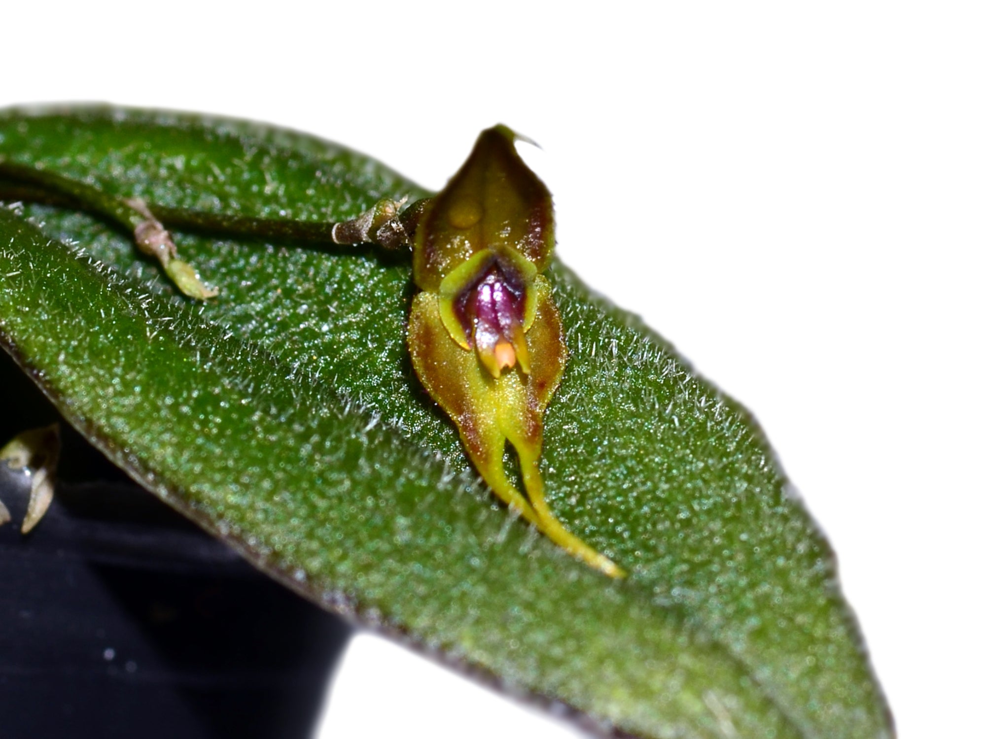 Lepanthes terpsichore – Intermediate Miniature Species Orchid from