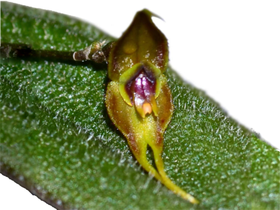 Lepanthes terpsichore