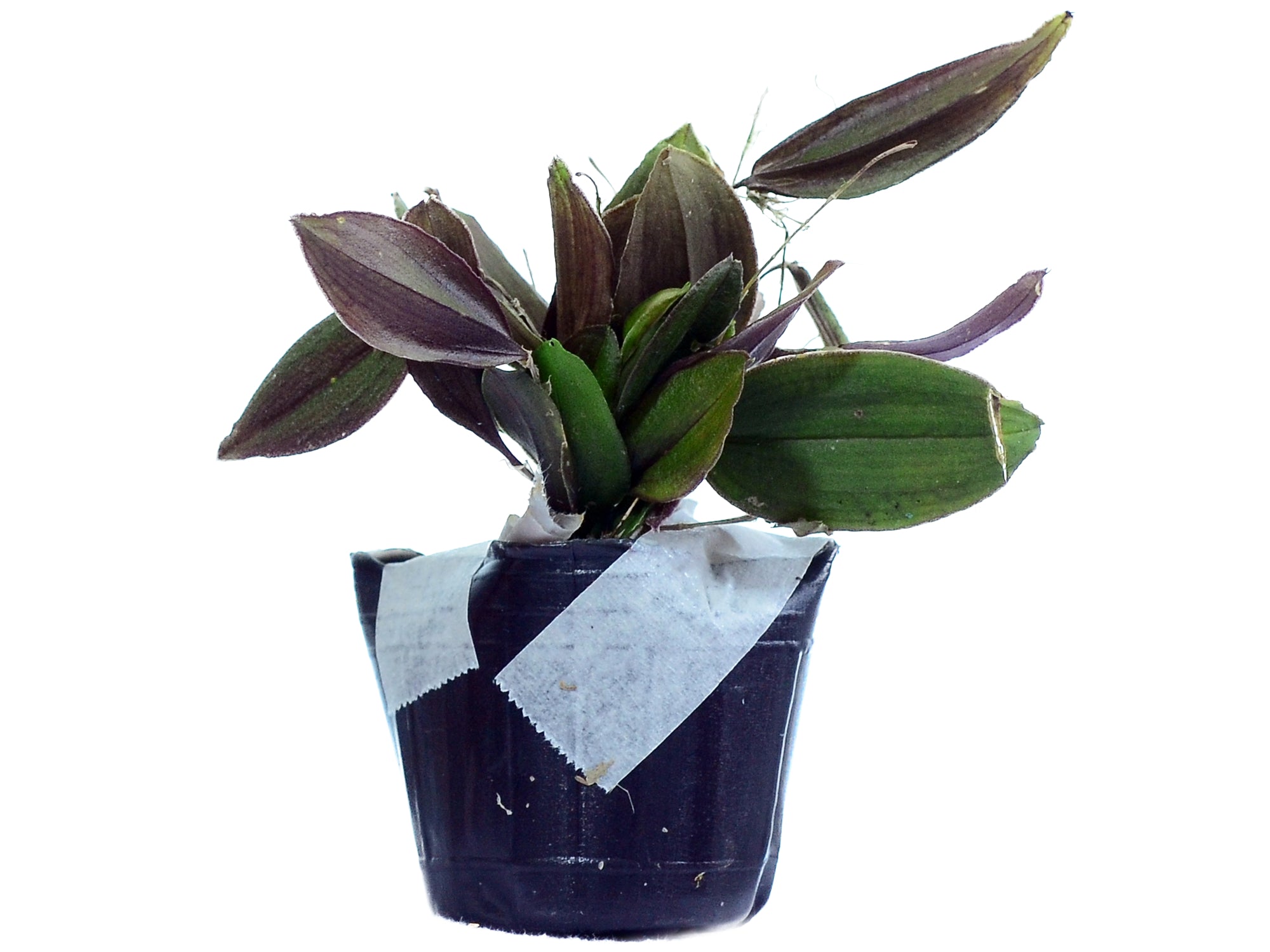 Lepanthes terpsichore – Intermediate Miniature Species Orchid from