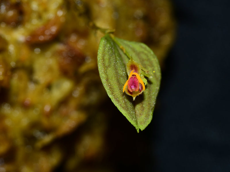 Lepanthes tetrapus