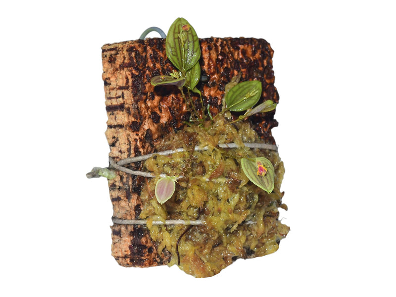 Lepanthes tetrapus