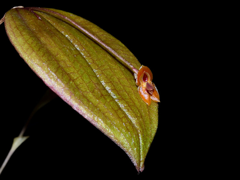 Lepanthes thalia