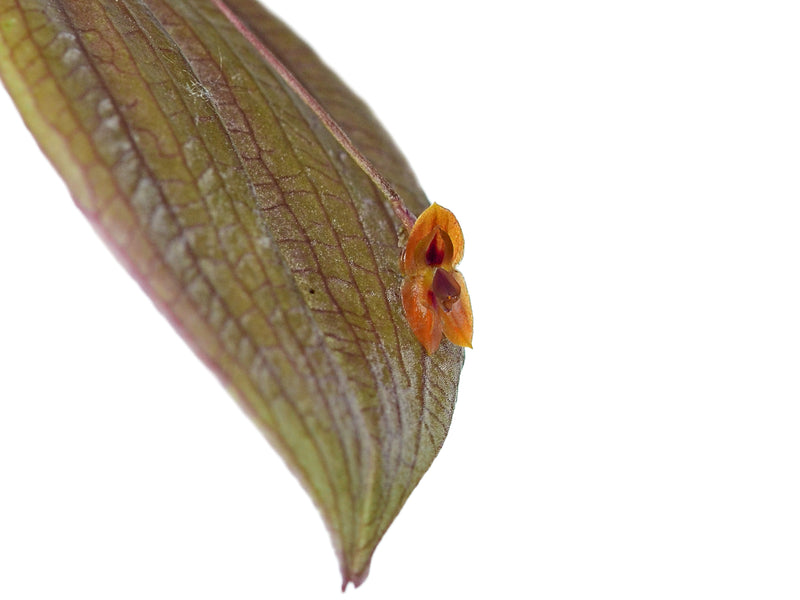 Lepanthes thalia