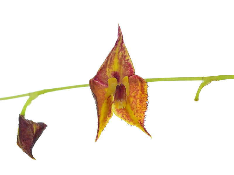 Lepanthes thysanota
