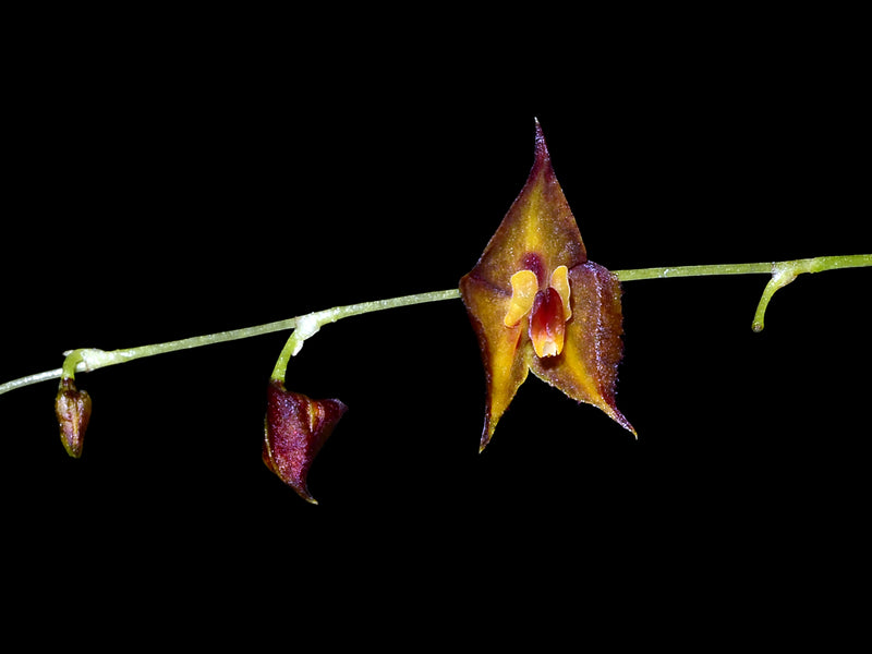 Lepanthes thysanota