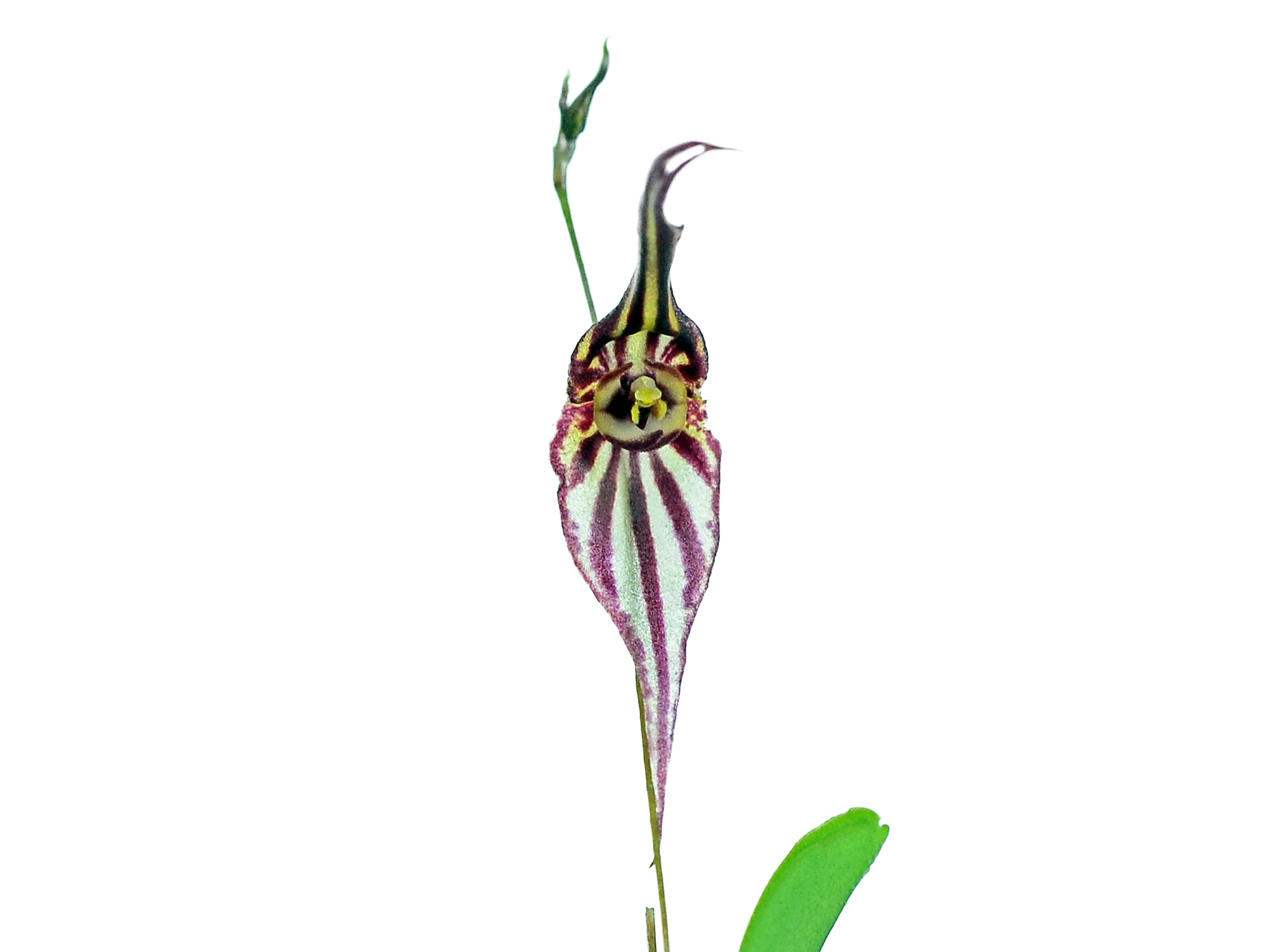 Lepanthes tigrina