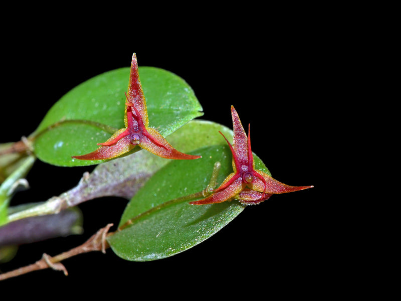 Lepanthes tipulifera