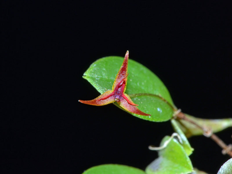 Lepanthes tipulifera