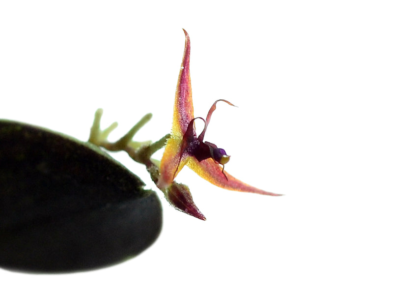 Lepanthes tipulifera