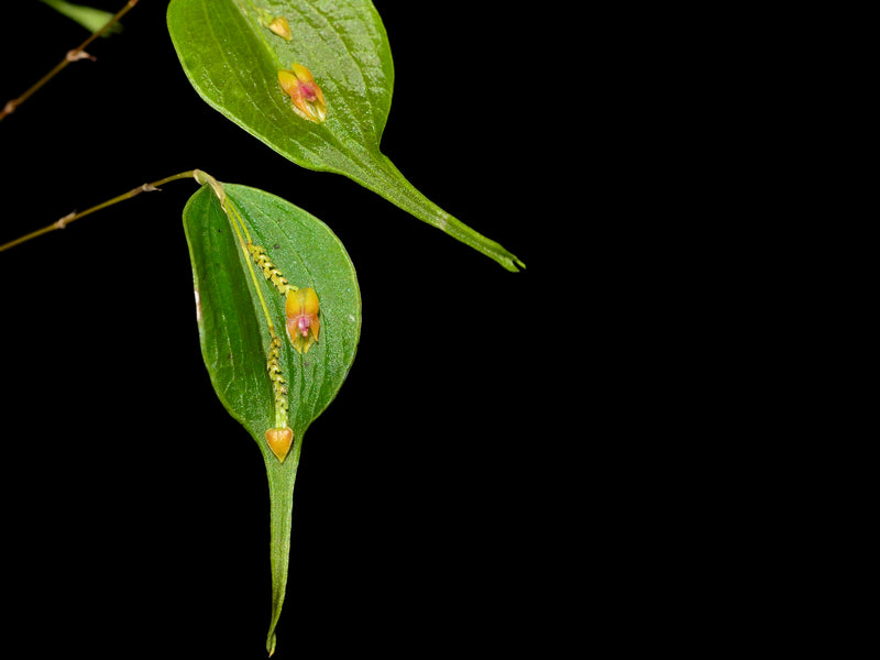 Lepanthes tortilis