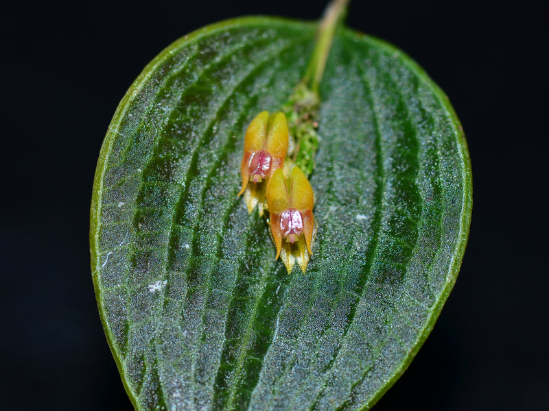 Lepanthes tortilis