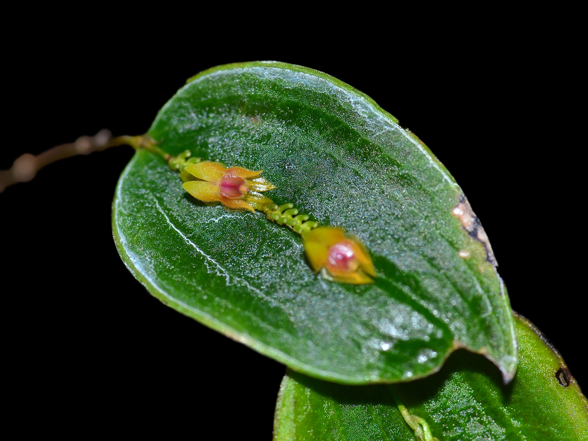 その他観葉植物 Lepanthes orchestris その他観葉植物 Lepanthes orchestris Lepanthes orchestris - orchidroots