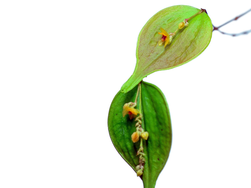 Lepanthes tortilis