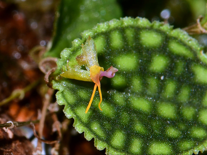 Lepanthes tortuosa